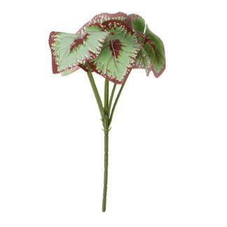 Planta Folhagem Begônia c/ 6 - 25 cm - Verde