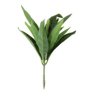 Planta Folhagem Aranha c/ 7 - 30 cm - Verde