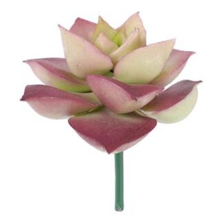 Suculenta 6,5 cm - Roxo