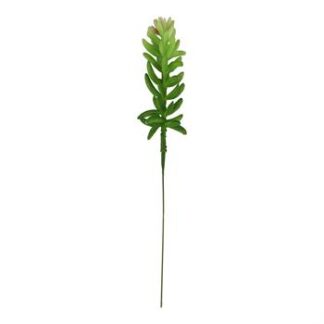 Suculenta 14 cm - Verde