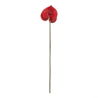 Haste Antúrio 12 cm - 58 cm - Vermelho